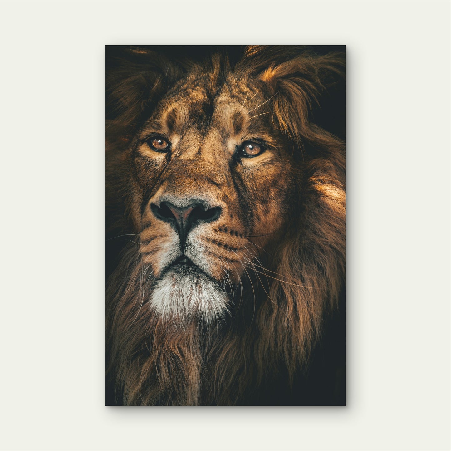 Close-Up Photograph of a Male Lion 40x60cm Metal Print Ready to Hang