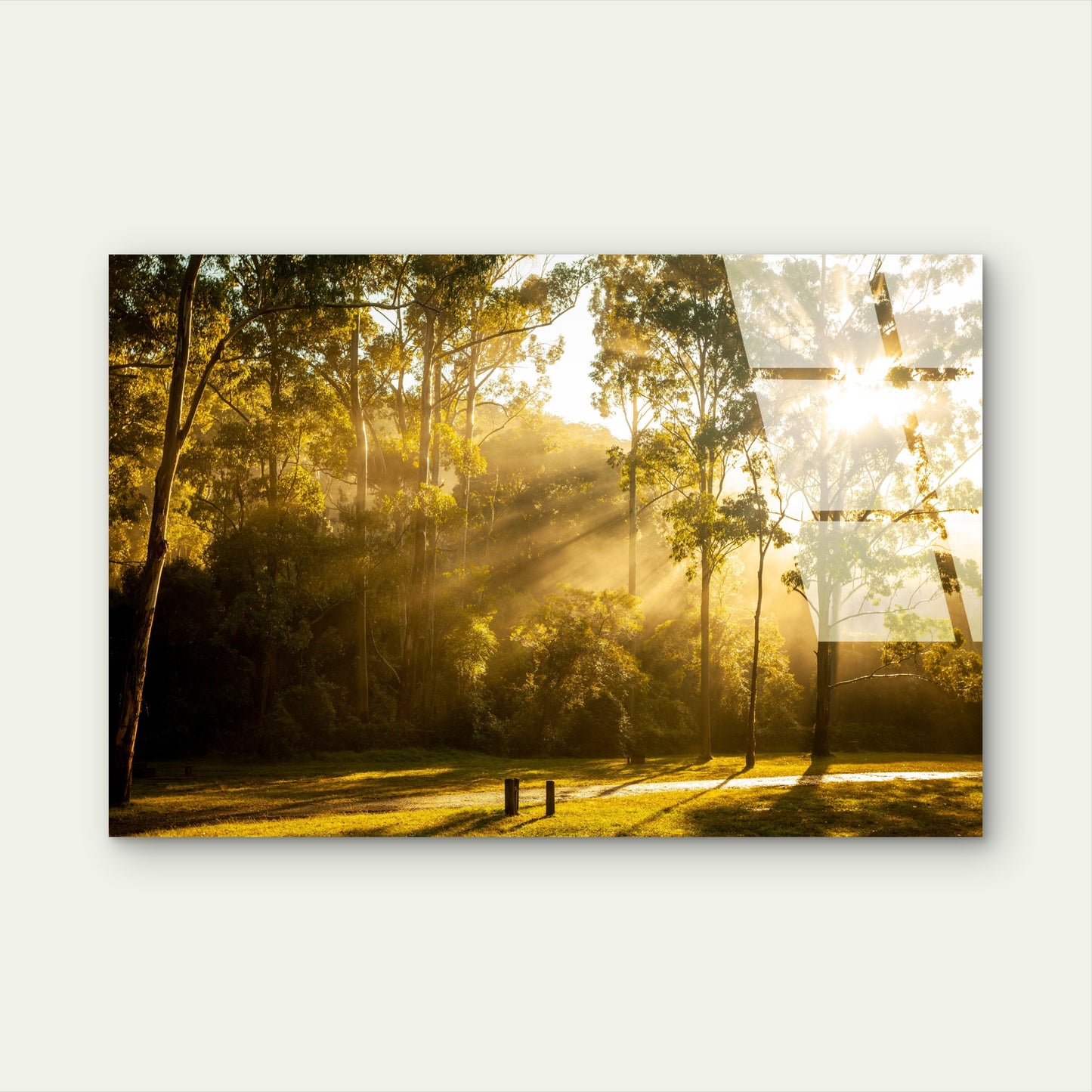 Sunlit Eucalyptus Forest Australian Bushland Landscape Acrylic Glass Printing Wall Art Australian Made Quality