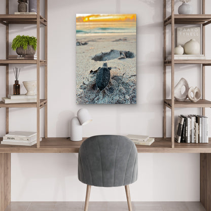 Baby Sea Turtle Hatchling Sandy Beach 40x60cm Metal Print Ready to Hang