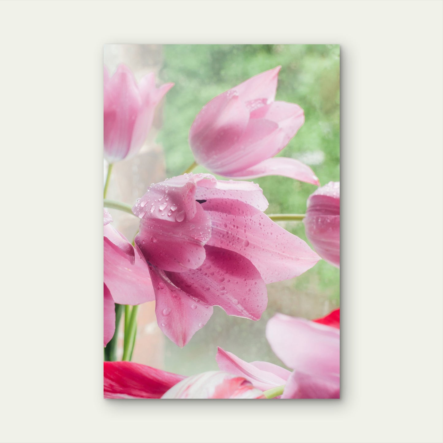Pink Tulip Flower Garden Water Drops 40x60cm Metal Print Ready to Hang