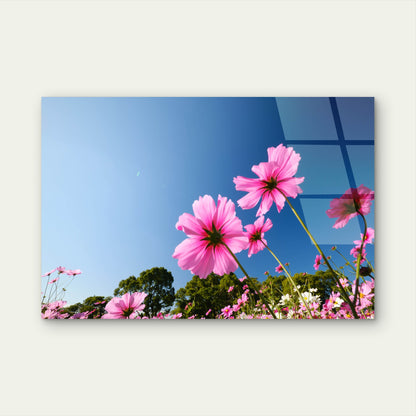 Pink Cosmos Flowers Field Blue Sky   Acrylic Glass Printing Wall Art Australian Made Quality