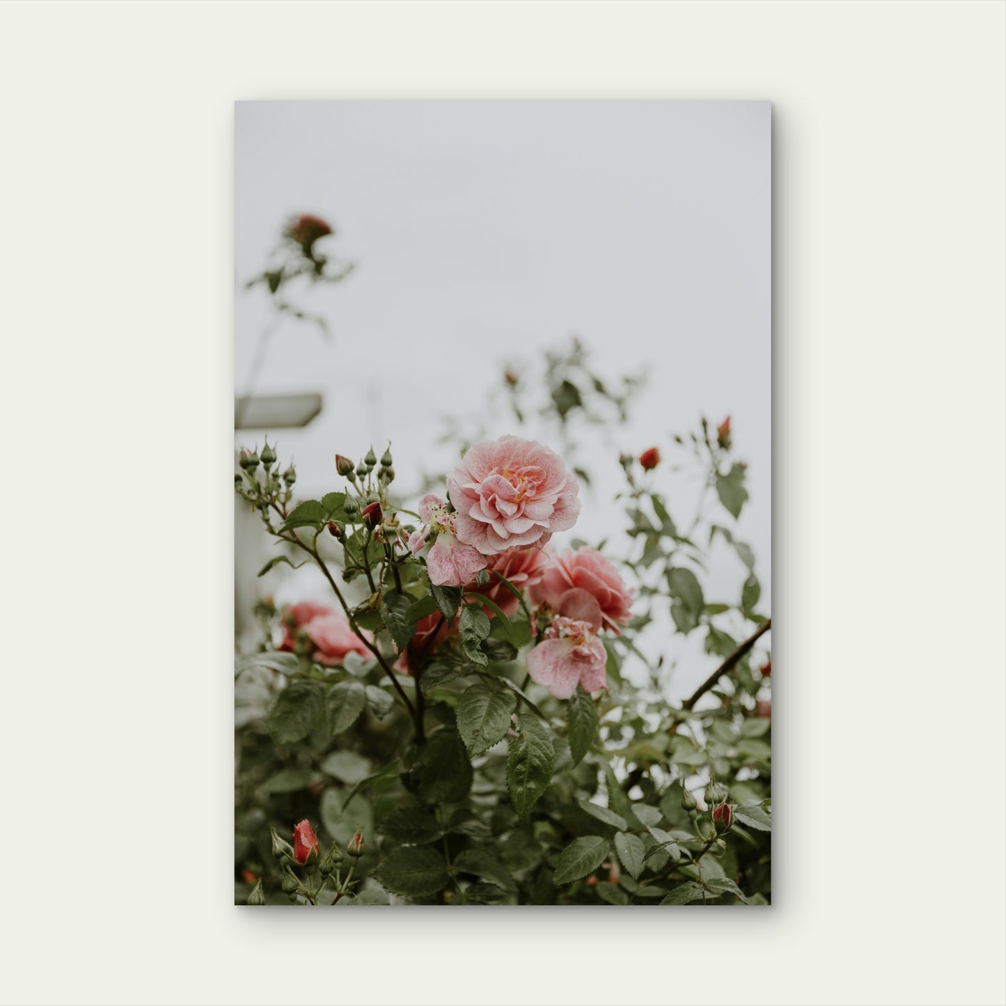 Close-Up of Pink Garden Roses in Bloom 40x60cm Metal Print Ready to Hang