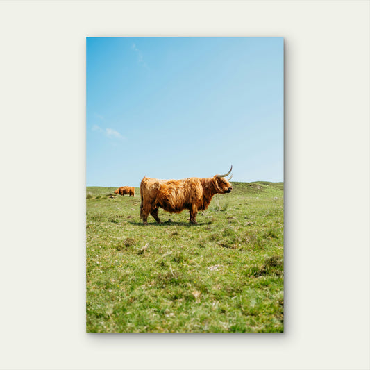 Brown Cow On Green Grass Field During Daytime 60x90cm Metal Print Ready to Hang