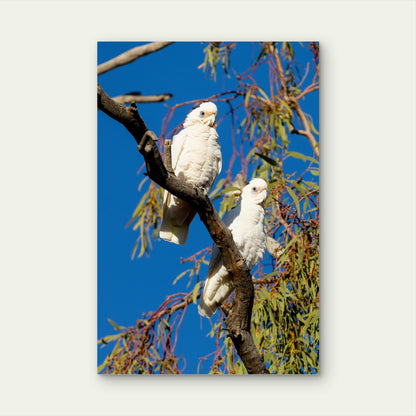 Little Corella Cockatoo Adelaide Australia 40x60cm Metal Print Ready to Hang
