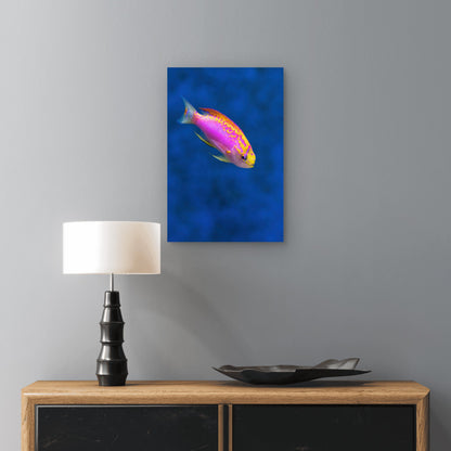 Vibrant Ventralis Anthias 40x60cm Metal Print Ready to Hang