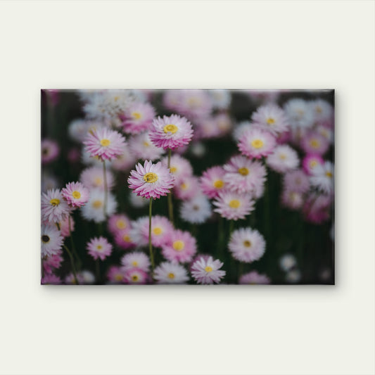 Australian Paper Daisy Everlasting Flowers Wall Art Decor 100% Australian Made
