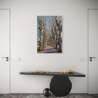 Autumn Plane Trees Avenue Sycamore Alley 40x60cm Metal Print Ready to Hang