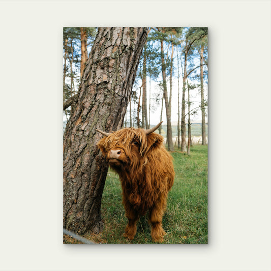 Highland Cow Near Tree 60x90cm Metal Print Ready to Hang