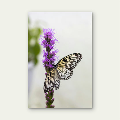 Tree Nymph Butterfly on Purple Flower 40x60cm Metal Print Ready to Hang