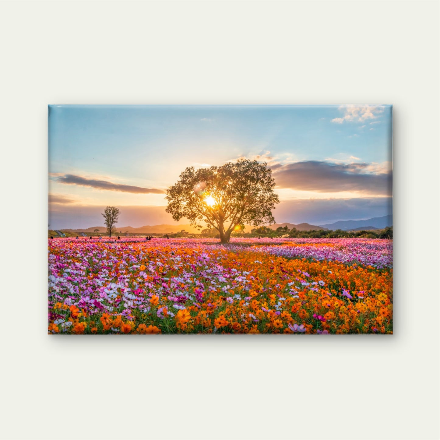 Sunset Cosmos Flower Field South Korea Wall Art Decor 100% Australian Made