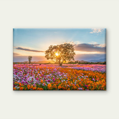 Sunset Cosmos Flower Field South Korea Wall Art Decor 100% Australian Made