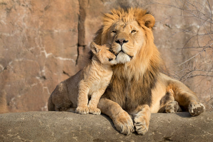 Male African Lion Is Cuddled by His Cub Wall Art Decor 100% Australian Made