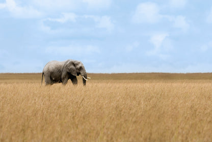 Elephant Walking Through Tall Grass in a Field Home Decor Premium Quality Poster Print Choose Your Sizes - Bella Home Decor
