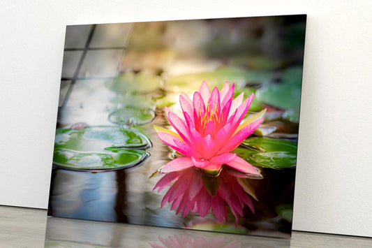 Pink Lotus On Water Acrylic Glass Print Tempered Glass Wall Art 100% Made in Australia Ready to Hang