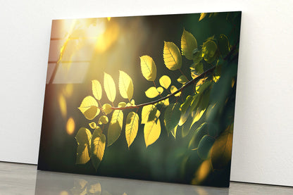 Morning Sunshine, Branch and Leaf Acrylic Glass Print Tempered Glass Wall Art 100% Made in Australia Ready to Hang - Bella Home Decor