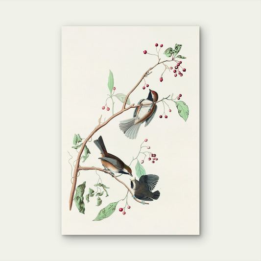 Songbirds on Red Berry Branch 40x60cm Metal Print Ready to Hang