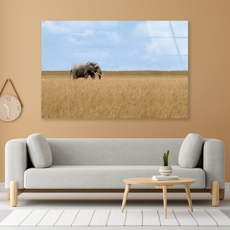 Elephant Walking Through Tall Grass in a Field Acrylic Glass Print Tempered Glass Wall Art 100% Made in Australia Ready to Hang