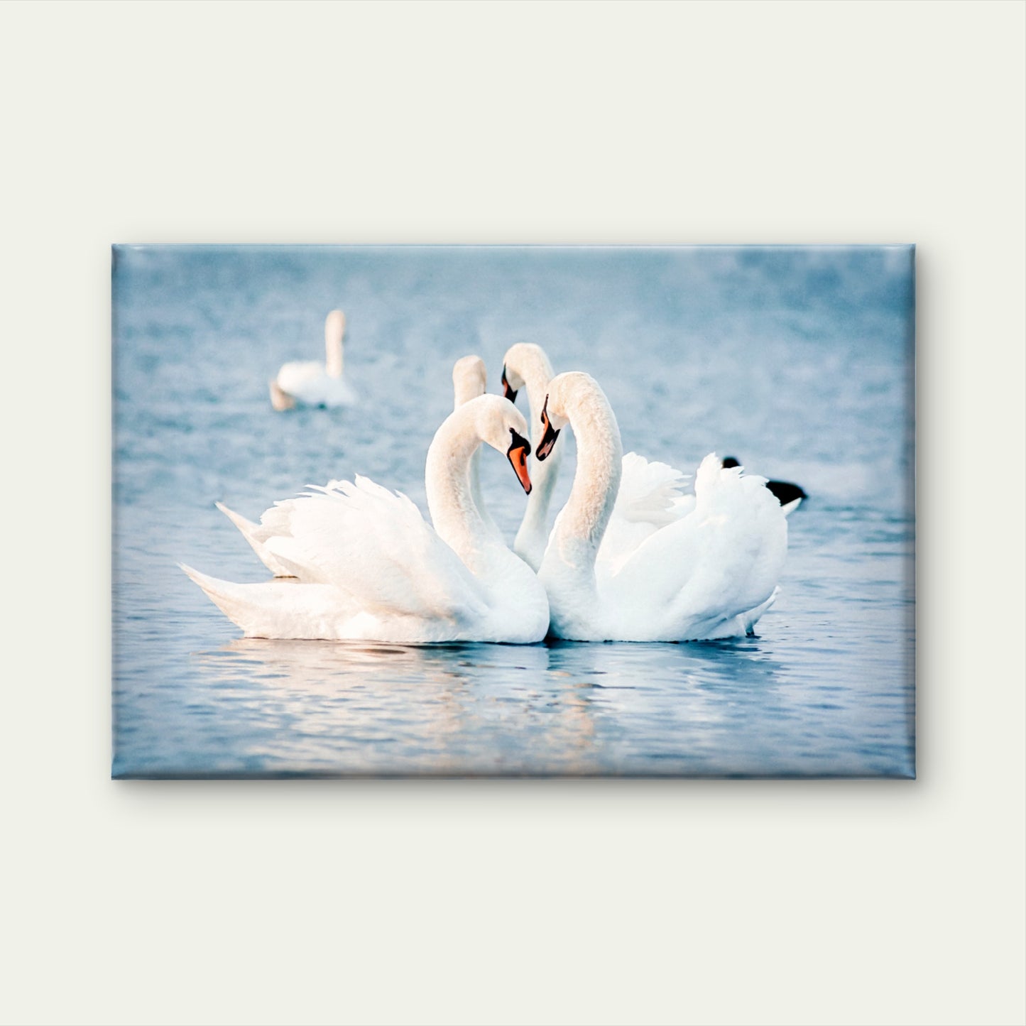 Soft Blue and White Mute Swans Forming a Heart Shape Wall Art Decor 100% Australian Made