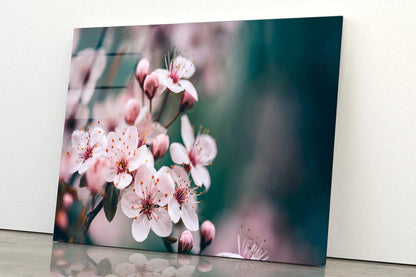 Closeup Of Spring Blossom Flower  Acrylic Glass Print Tempered Glass Wall Art 100% Made in Australia Ready to Hang