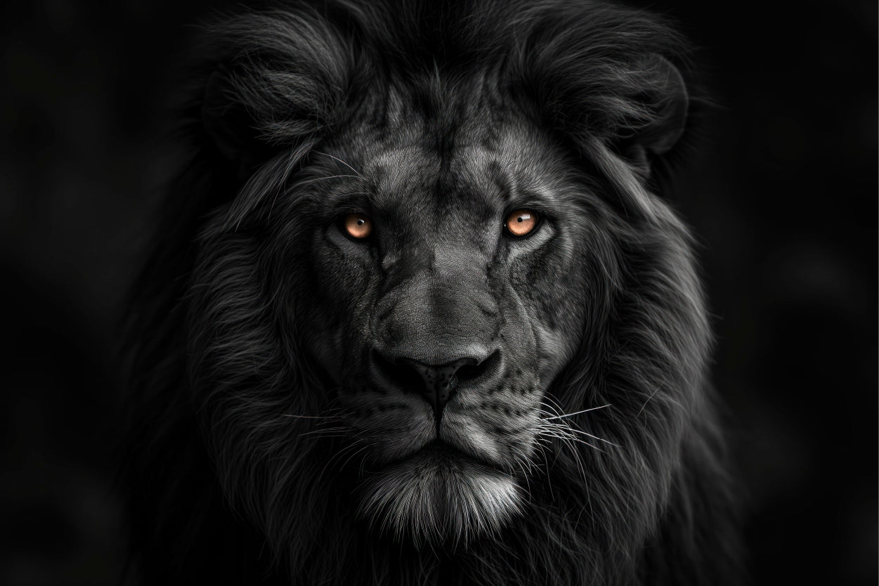 Lion Isolated on Black Portrait Wall Art Decor 100% Australian Made