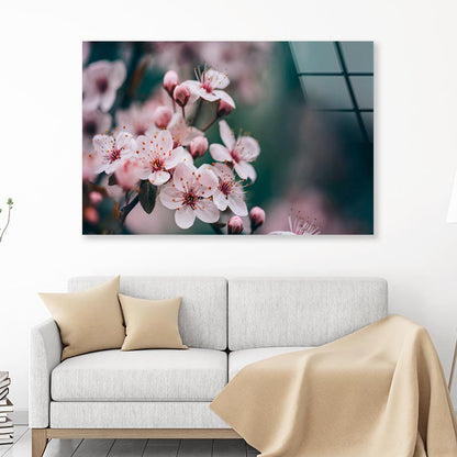 Closeup Of Spring Blossom Flower  Acrylic Glass Print Tempered Glass Wall Art 100% Made in Australia Ready to Hang