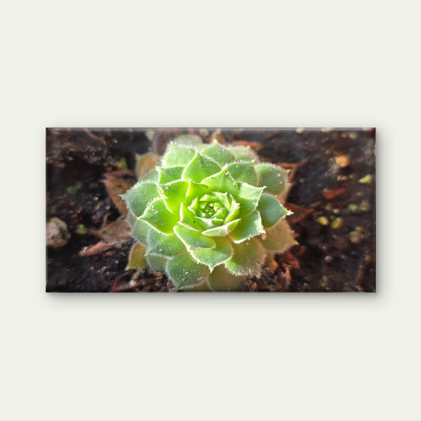 Green Succulent Plant Macro View Wall Art Canvas Office Home Room Framed 120x60cm
