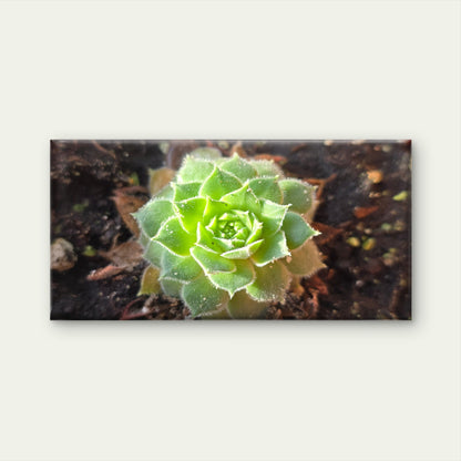 Green Succulent Plant Macro View Wall Art Canvas Office Home Room Framed 120x60cm
