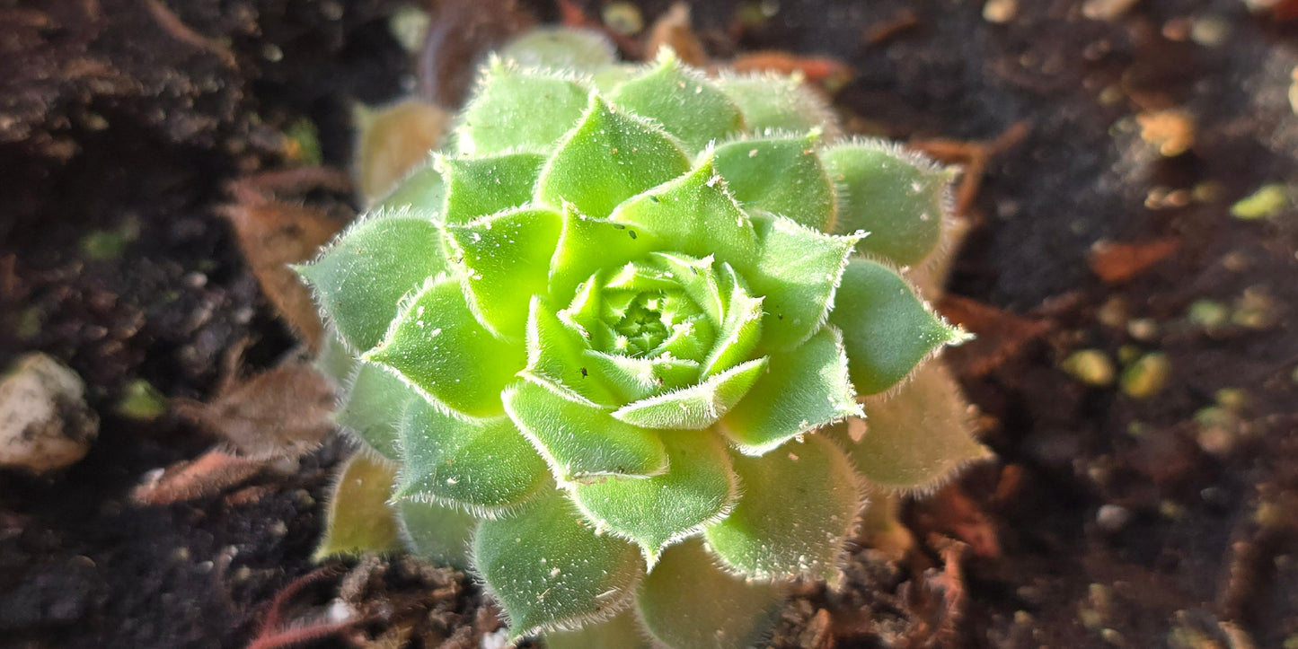 Green Succulent Plant Macro View Wall Art Canvas Office Home Room Framed 120x60cm
