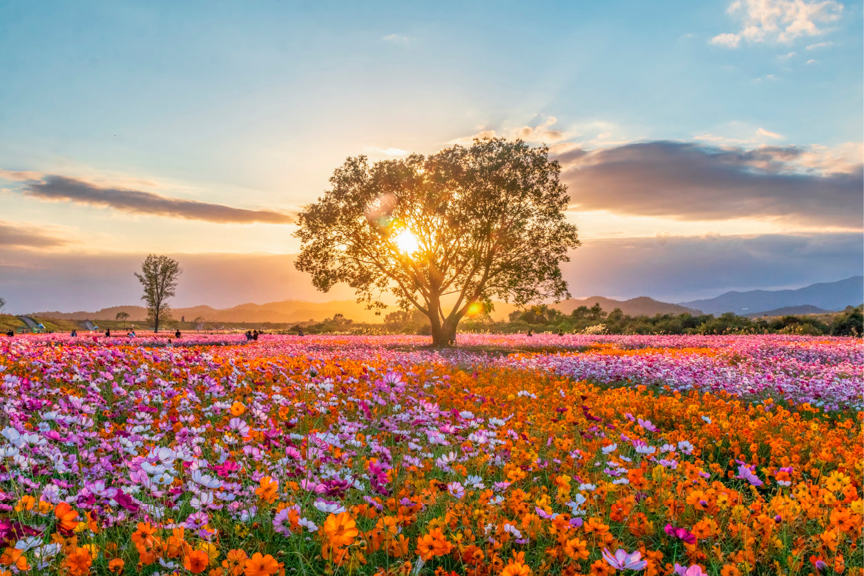 Sunset Cosmos Flower Field South Korea Wall Art Decor 100% Australian Made