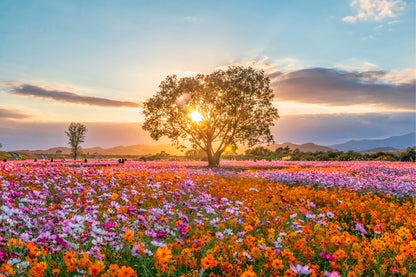Sunset Cosmos Flower Field South Korea Wall Art Decor 100% Australian Made