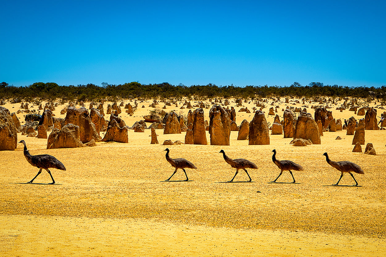 The Pinnacles Desert Western Australia Emus Wildlife Wall Art Decor 100% Australian Made