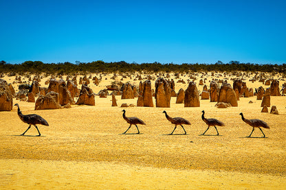 The Pinnacles Desert Western Australia Emus Wildlife Wall Art Decor 100% Australian Made