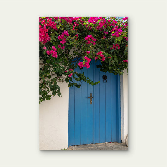 Blue Door Pink Bougainvillea 60x90cm Metal Print Ready to Hang
