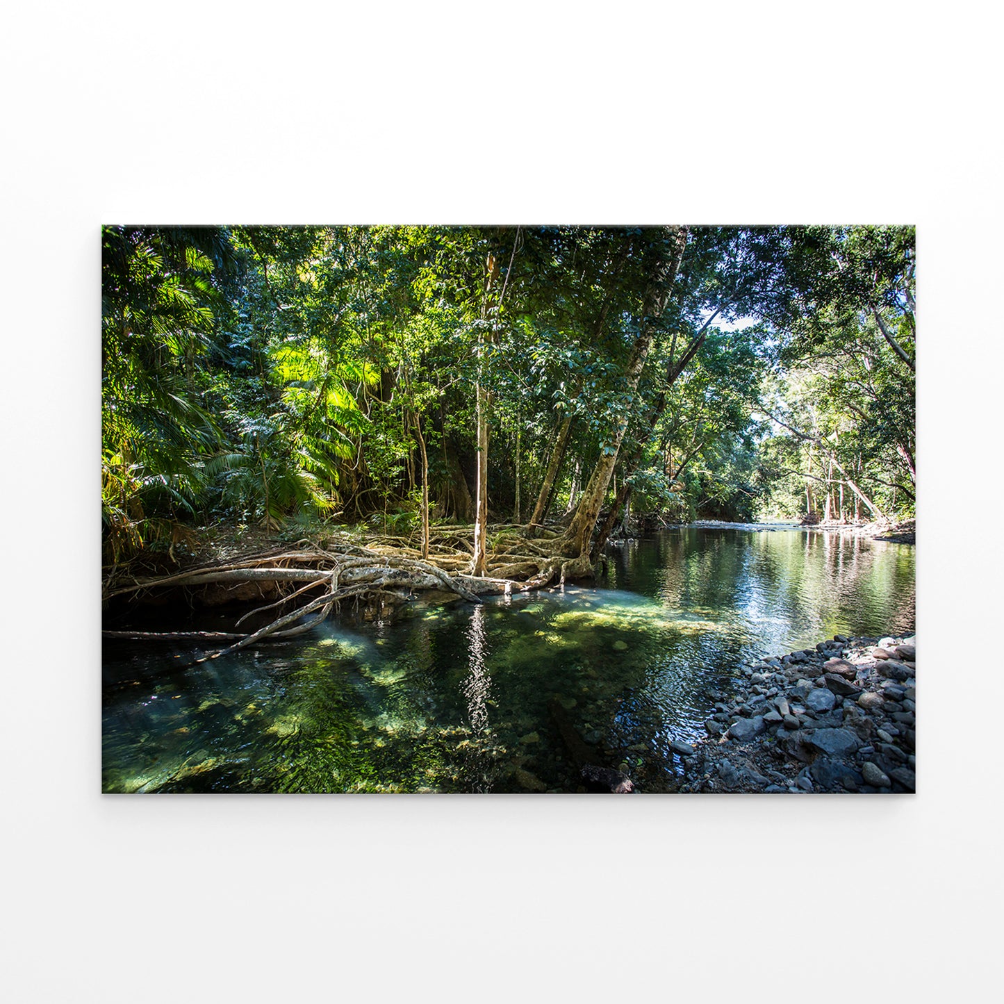 Daintree Rainforest Queensland Cape Tribulation Creek Wall Art Decor 100% Australian Made
