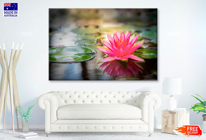 Pink Lotus Flower On Lake & Nature Wall Art Decor 100% Australian Made