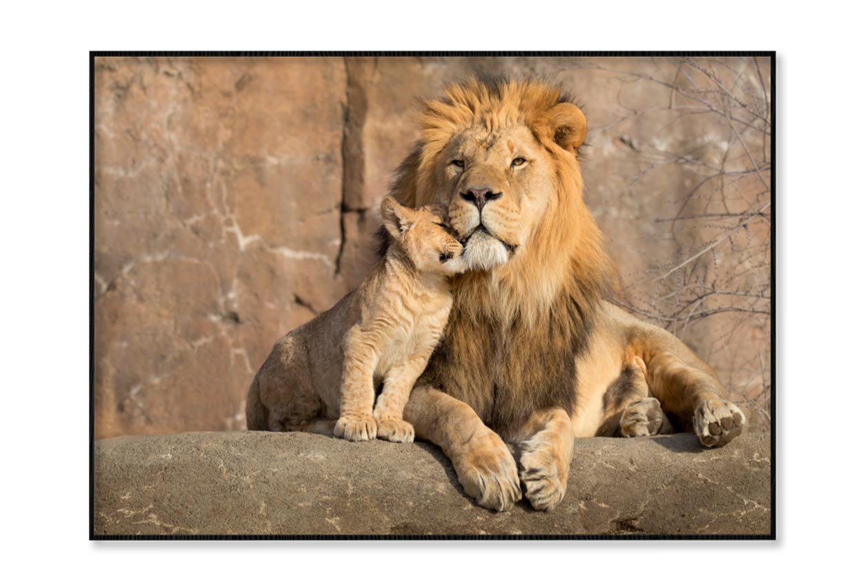 Male African Lion Is Cuddled by His Cub Home Decor Premium Quality Poster Print Choose Your Sizes