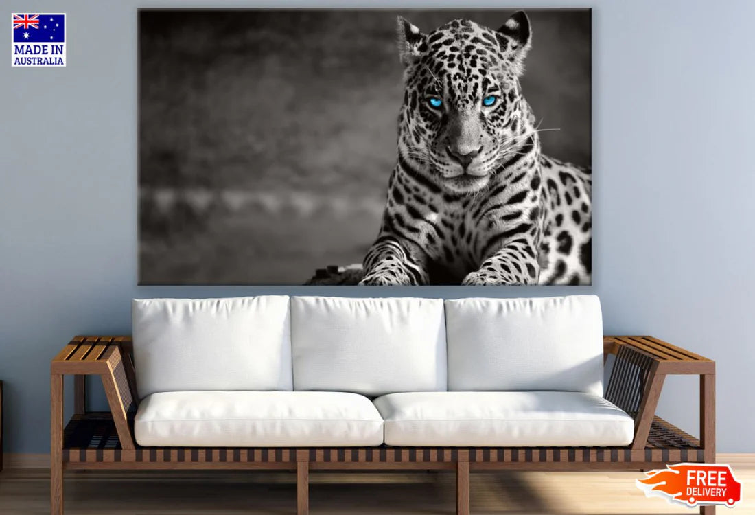 Leopard with Blue Eyes B&W View 90x60cm Print 100% Australian Made