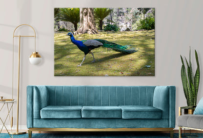 Peacock at Cataract Gorge Reserve Launceston Tasmania Wall Art Decor 100% Australian Made