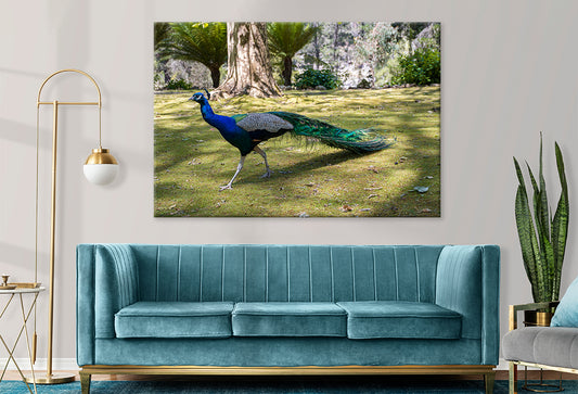 Peacock at Cataract Gorge Reserve Launceston Tasmania Wall Art Decor 100% Australian Made