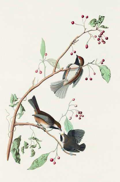 Songbirds on Red Berry Branch 60x90cm Metal Print Ready to Hang - Bella Home Decor