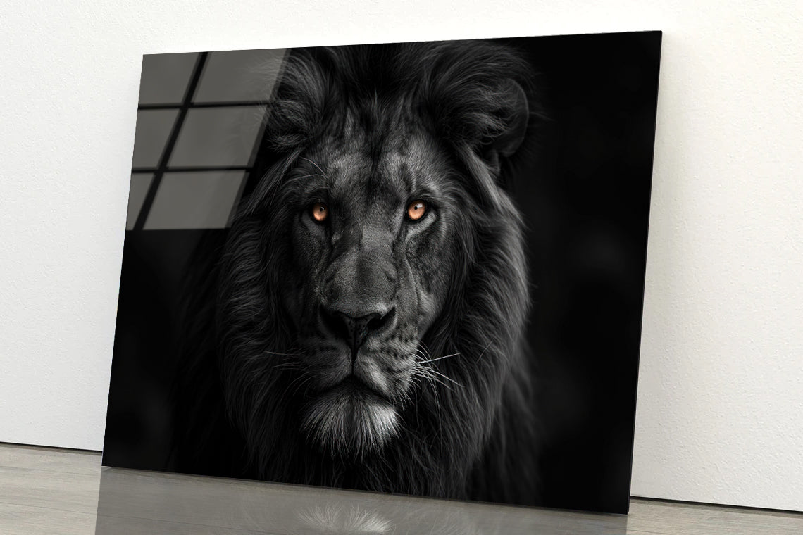 Lion Isolated on Black Portrait Acrylic Glass Print Tempered Glass Wall Art 100% Made in Australia Ready to Hang