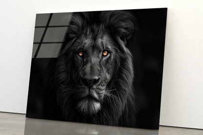 Lion Isolated on Black Portrait Acrylic Glass Print Tempered Glass Wall Art 100% Made in Australia Ready to Hang