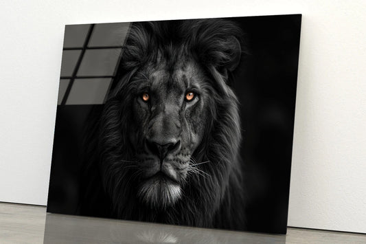 Lion Isolated on Black Portrait Acrylic Glass Print Tempered Glass Wall Art 100% Made in Australia Ready to Hang