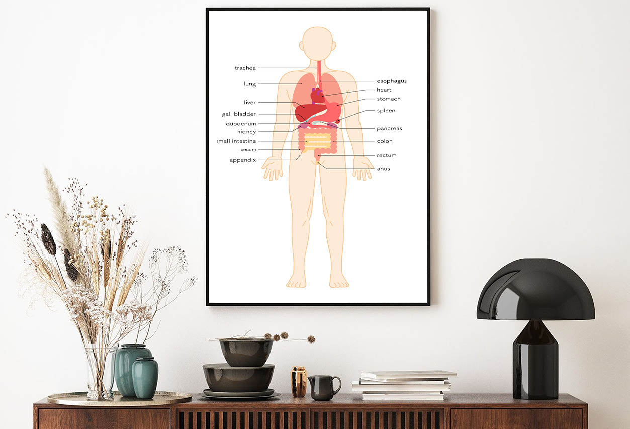 Structural Drawing of The Human Body Home Decor Premium Quality Poster Print Choose Your Sizes