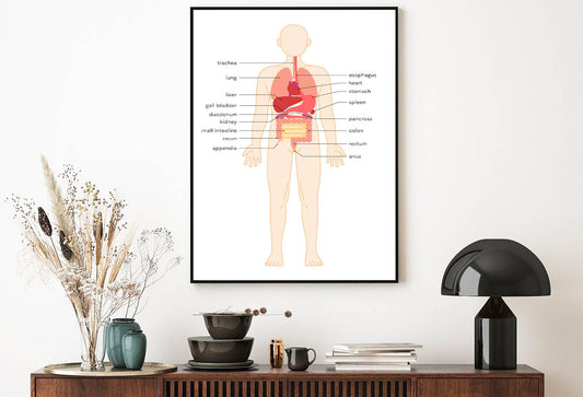 Structural Drawing of The Human Body Home Decor Premium Quality Poster Print Choose Your Sizes