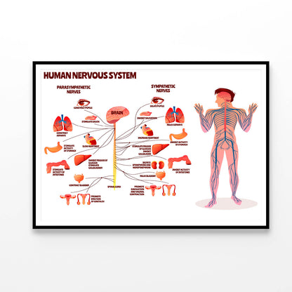 Human Nervous System Vector Home Decor Premium Quality Poster Print Choose Your Sizes