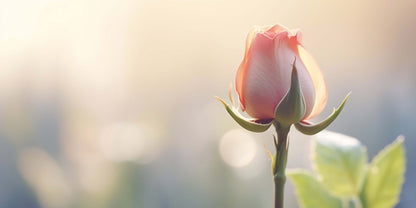 Soft Pink Rose Bud Macro Photography Bokeh Light Wall Art Canvas Office Home Framed 120x60cm - Bella Home Decor