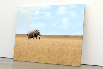 Elephant Walking Through Tall Grass in a Field Acrylic Glass Print Tempered Glass Wall Art 100% Made in Australia Ready to Hang