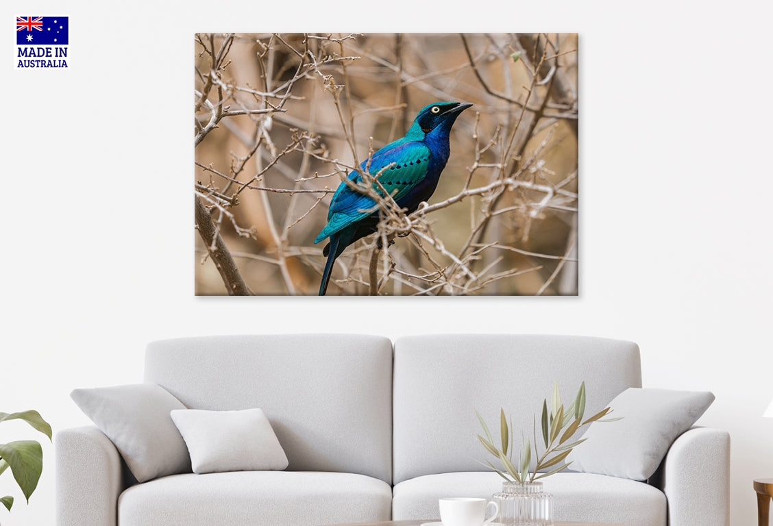 Bright Blue Green Starling Taronga Zoo Sydney Wall Art Decor 100% Australian Made