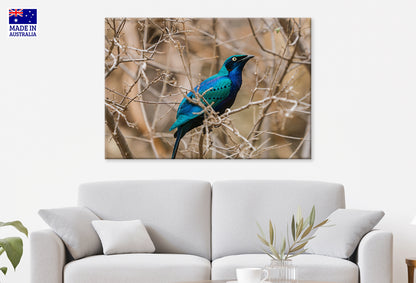 Bright Blue Green Starling Taronga Zoo Sydney Wall Art Decor 100% Australian Made